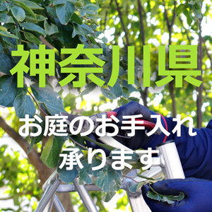 神奈川県の植木屋｜剪定・伐採・お庭のお手入れは植木屋革命