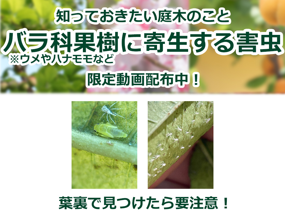 【限定動画】バラ科果樹に寄生する害虫