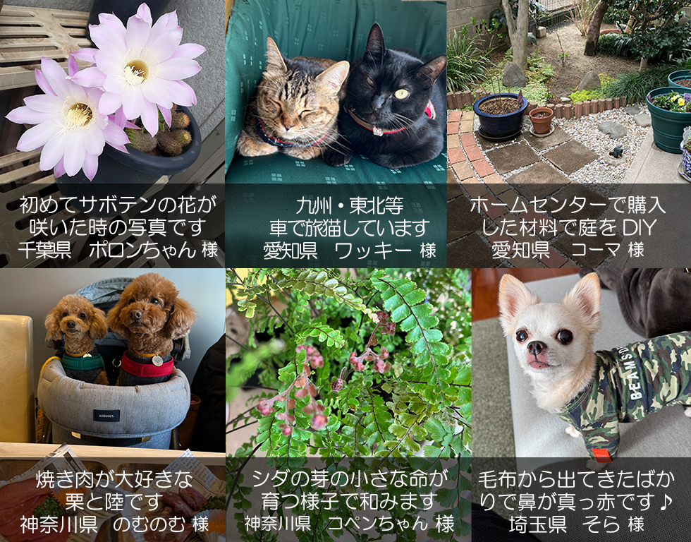 クイック・ガーデニング通信の編集裏話【2025年夏号】見出し画像4