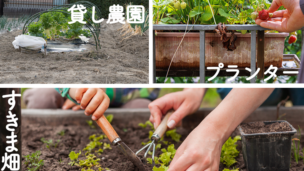暮らしをちょっと豊かにする、お庭の小さな畑「すきま畑」見出し画像3