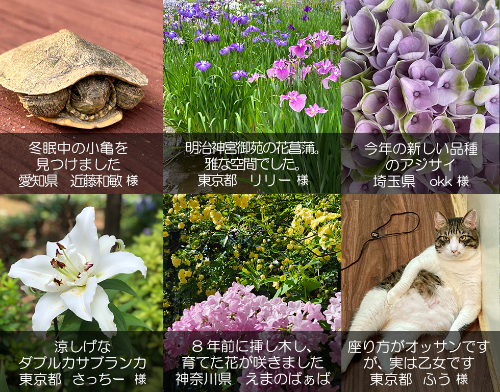クイック・ガーデニング通信の編集裏話【2025年秋号】見出し画像4