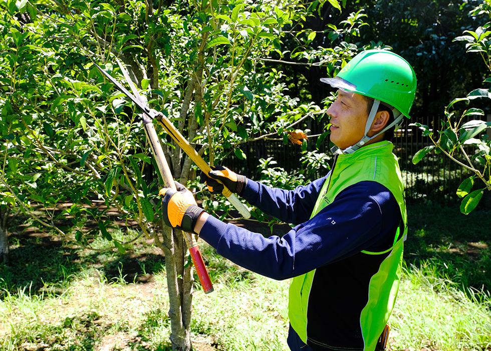 越境してきた隣地の木の枝の切除は専門業者に任せたほうがいい?依頼するメリット